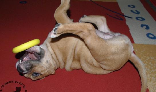 Aimie Cool Dog Star