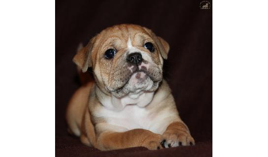 Connie Ella (11.01.2017)