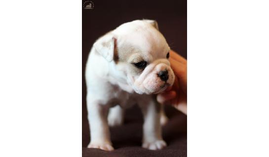 Coretta Eris (11.01.2017)