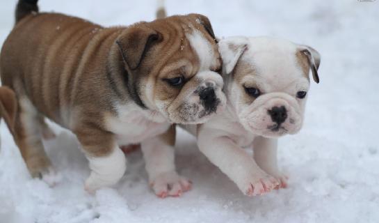 Cassidy, Coretta (14.01.2017)