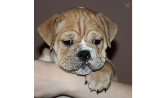 Connie Ella (21.01.2017)